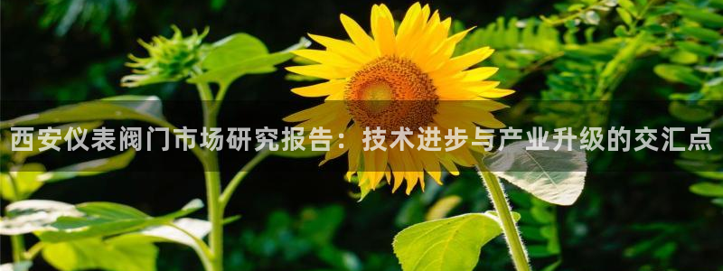 新宝gg有规律么