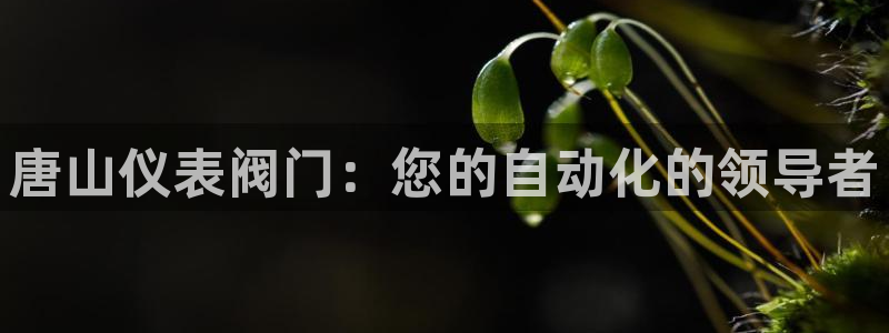 新宝GG专业团队